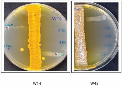 Isolation, antibacterial screening, and identification of bioactive cave dwelling bacteria in Fiji